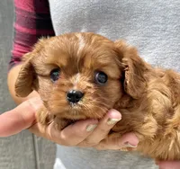 Noona, a female Cavalier King Charles Spaniel for sale in Youngstown, OH – 10 of 10