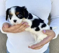 Oreo, a male Cavalier King Charles Spaniel for sale in Youngstown, OH – 9 of 10