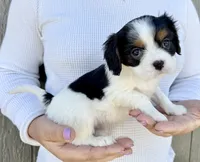 Oreo, a male Cavalier King Charles Spaniel for sale in Youngstown, OH – 5 of 10