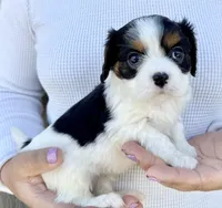 Oreo, a male Cavalier King Charles Spaniel for sale in Youngstown, OH – 8 of 10