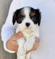 Oreo, a male Cavalier King Charles Spaniel for sale in Youngstown, OH – 3 of 10