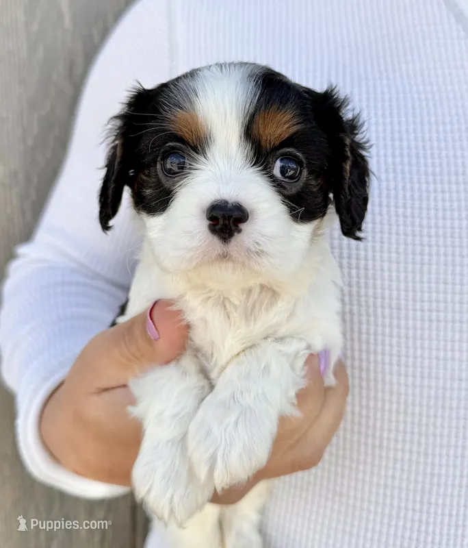 Oreo – Cavalier King Charles Spaniel puppy for sale in Youngstown, OH