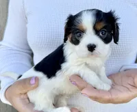 Oreo, a male Cavalier King Charles Spaniel for sale in Youngstown, OH – 7 of 10