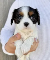 Oreo, a male Cavalier King Charles Spaniel for sale in Youngstown, OH – 2 of 10