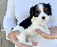 Oreo, a male Cavalier King Charles Spaniel for sale in Youngstown, OH – 4 of 10