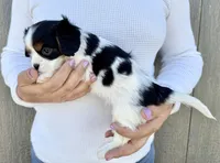 Oreo, a male Cavalier King Charles Spaniel for sale in Youngstown, OH – 10 of 10
