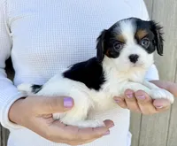 Oreo, a male Cavalier King Charles Spaniel for sale in Youngstown, OH – 6 of 10