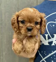 Penny, a female Cavalier King Charles Spaniel for sale in Youngstown, OH – 2 of 10
