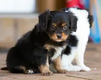 CAVALON Frisbee, a male Cavalier King Charles Spaniel and Papillon for sale in Youngstown, OH – 8 of 10