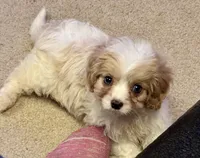 Jax, a male Cavapoo for sale in Youngstown, OH – 8 of 8