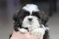 Stanlee, a male Shih Tzu for sale in Youngstown, OH – Photo 2 of 10