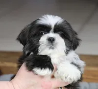 Stanlee, a male Shih Tzu for sale in Youngstown, OH – Photo 3 of 10
