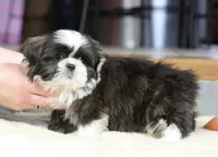 Stanlee, a male Shih Tzu for sale in Youngstown, OH – Photo 5 of 10