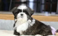 Stanlee, a male Shih Tzu for sale in Youngstown, OH – Photo 4 of 10