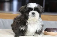 Stanlee, a male Shih Tzu for sale in Youngstown, OH – Photo 8 of 10