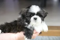 Stanlee, a male Shih Tzu for sale in Youngstown, OH – Photo 9 of 10