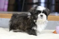 Stanlee, a male Shih Tzu for sale in Youngstown, OH – Photo 6 of 10