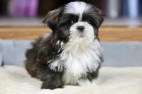 Stanlee, a male Shih Tzu for sale in Youngstown, OH – Photo 10 of 10