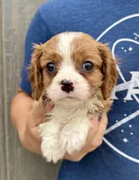 Chili, a male Cavalier King Charles Spaniel for sale in Youngstown, OH – 2 of 9