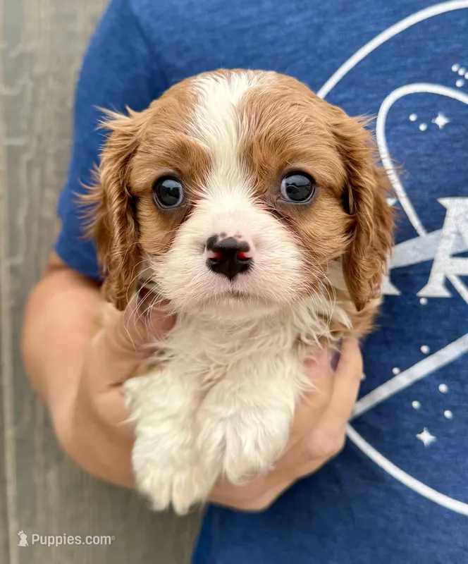 Chili – Cavalier King Charles Spaniel puppy for sale in Youngstown, OH