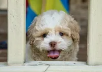 Sullivan, a male Shihpoo for sale in Youngstown, OH – 9 of 10