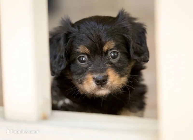 CAVALON Frisbee – Cavalier King Charles Spaniel, Papillon puppy for sale in Youngstown, OH