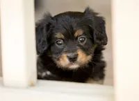 CAVALON Frisbee, a male Cavalier King Charles Spaniel and Papillon for sale in Youngstown, OH – 2 of 10