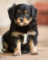 CAVALON Frisbee, a male Cavalier King Charles Spaniel and Papillon for sale in Youngstown, OH – 10 of 10
