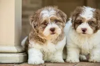 Bennett, a male Shihpoo for sale in Youngstown, OH – 4 of 10