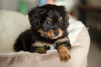 CAVALON Frisbee, a male Cavalier King Charles Spaniel and Papillon for sale in Youngstown, OH – 6 of 10