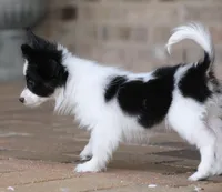 Chiclet, a female Papillon for sale in Youngstown, OH – Photo 7 of 10