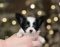 Chiclet, a female Papillon for sale in Youngstown, OH – Photo 5 of 8