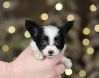 Chiclet, a female Papillon for sale in Youngstown, OH – Photo 4 of 8