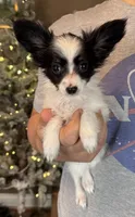 Chiclet, a female Papillon for sale in Youngstown, OH – Photo 7 of 9