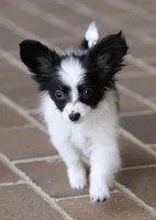 Chiclet, a female Papillon for sale in Youngstown, OH – Photo 3 of 10