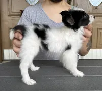Chiclet, a female Papillon for sale in Youngstown, OH – Photo 8 of 10