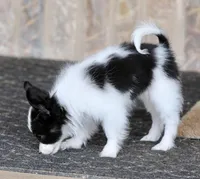 Chiclet, a female Papillon for sale in Youngstown, OH – Photo 5 of 10