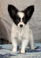 Chiclet, a female Papillon for sale in Youngstown, OH – Photo 4 of 9