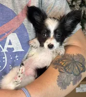 Chiclet, a female Papillon for sale in Youngstown, OH – Photo 9 of 9