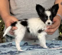 Chiclet, a female Papillon for sale in Youngstown, OH – Photo 5 of 9