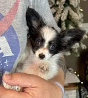 Chiclet, a female Papillon for sale in Youngstown, OH – Photo 8 of 9
