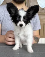 Chiclet, a female Papillon for sale in Youngstown, OH – Photo 2 of 10