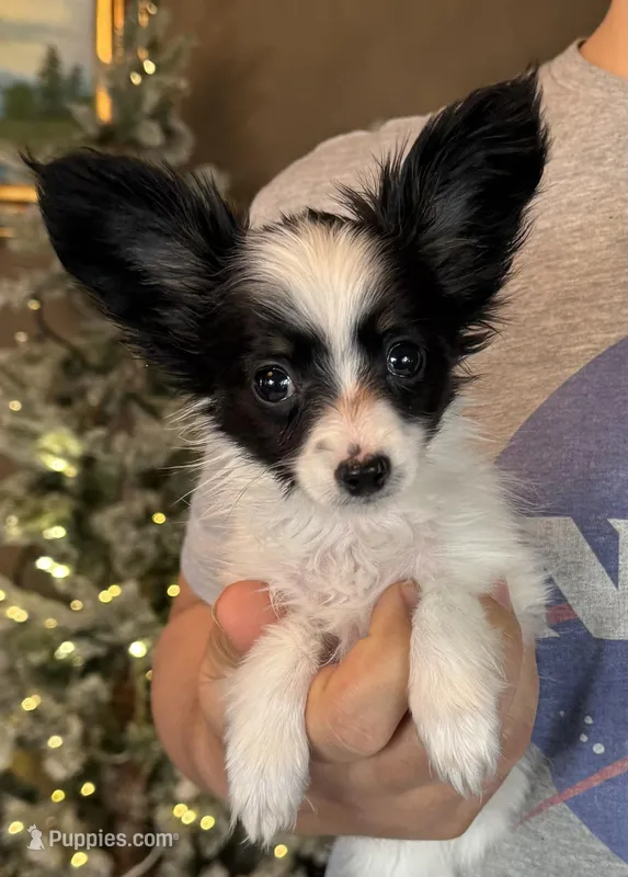 Chiclet – Papillon puppy for sale in Youngstown, OH