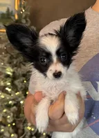 Chiclet, a female Papillon for sale in Youngstown, OH – Photo 1 of 9