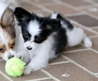 Chiclet, a female Papillon for sale in Youngstown, OH – Photo 4 of 10