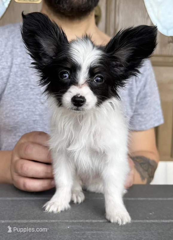 Chiclet – Papillon puppy for sale in Youngstown, OH