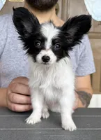 Chiclet, a female Papillon for sale in Youngstown, OH – Photo 1 of 10