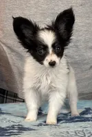 Chiclet, a female Papillon for sale in Youngstown, OH – Photo 3 of 9