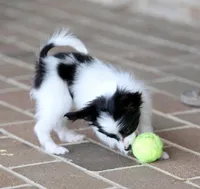 Chiclet, a female Papillon for sale in Youngstown, OH – Photo 6 of 10