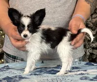 Chiclet, a female Papillon for sale in Youngstown, OH – Photo 6 of 9